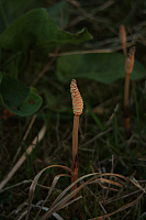 25.04.2013 20:06:59
Kuhschellen
Garchinger Umland
Garching
Galerie