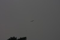 10.09.2014 15:51:30
Der Habichtweg bei Eicherloh
Garchinger Umland
Garching
Galerie