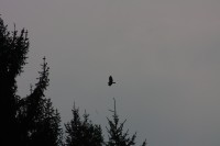 10.09.2014 15:51:46
Der Habichtweg bei Eicherloh
Garchinger Umland
Garching
Galerie