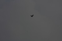 10.09.2014 15:56:51
Der Habichtweg bei Eicherloh
Garchinger Umland
Garching
Galerie