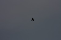 10.09.2014 15:57:25
Der Habichtweg bei Eicherloh
Garchinger Umland
Garching
Galerie