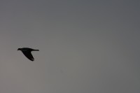 10.09.2014 15:58:35
Der Habichtweg bei Eicherloh
Garchinger Umland
Garching
Galerie