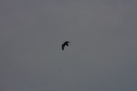 10.09.2014 15:59:38
Der Habichtweg bei Eicherloh
Garchinger Umland
Garching
Galerie