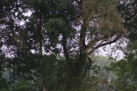 10.09.2014 16:25:48
Der Habichtweg bei Eicherloh
Garchinger Umland
Garching
Galerie