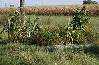 25.09.2016 16:18:05
Tipiplatz/Schrottkirche
Langwied
Garchinger Umland
Garching