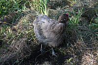 25.09.2016 16:20:47
Tipiplatz/Schrottkirche
Langwied
Garchinger Umland
Garching