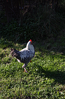 25.09.2016 16:22:41
Tipiplatz/Schrottkirche
Langwied
Garchinger Umland
Garching