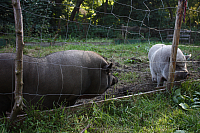 25.09.2016 16:32:42
Tipiplatz/Schrottkirche
Langwied
Garchinger Umland
Garching