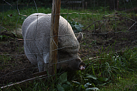 25.09.2016 16:32:49
Tipiplatz/Schrottkirche
Langwied
Garchinger Umland
Garching