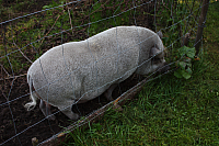 25.09.2016 16:33:50
Tipiplatz/Schrottkirche
Langwied
Garchinger Umland
Garching