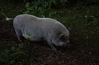 25.09.2016 16:34:30
Tipiplatz/Schrottkirche
Langwied
Garchinger Umland
Garching
