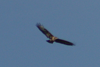 Vögel
Langwied
Garchinger Umland
Garching