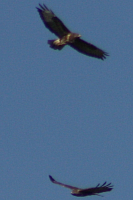 Vögel
Langwied
Garchinger Umland
Garching